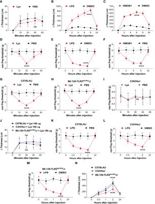 TLR4 activation by lysozyme induces pain without inflammation